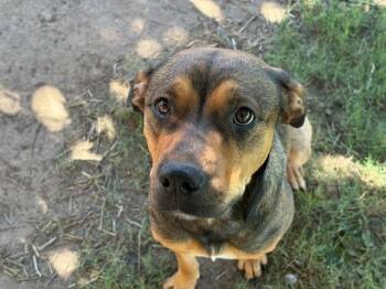 FLOR -  German Shepherd Dog and Mixed Breed Dog for Adoption in Tulsa, Oklahoma - FLOR | PetCurious