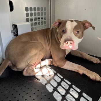 A1269108 -  Pit Bull Terrier Dog for Adoption in Charlotte, North Carolina - A1269108 | PetCurious