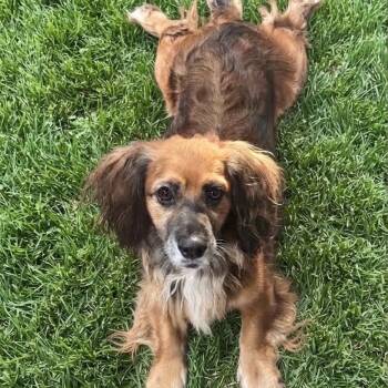 Poppy -  Dachshund Dog for Adoption in Las Vegas, Nevada - Poppy | PetCurious