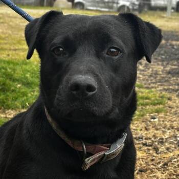 Black Labrador Retriever Dogs Available for Adoption - Star | PetCurious