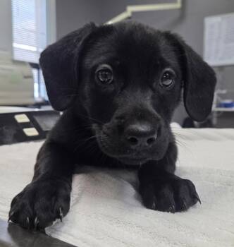Rescue Labrador Retriever Dogs for Adoption in Parma, Ohio - Iris | PetCurious
