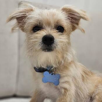 Sven -  Pomeranian and Maltese Dog for Adoption in Chesapeake, Virginia - Sven | PetCurious