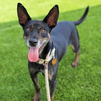 Miniature Pinscher and Mixed Breed Dogs Available for Adoption in Atlanta, Georgia - Slim Jim | PetCurious