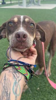 Aura -  Labrador Retriever and Doberman Pinscher Dog for Adoption in St. Petersburg, Florida - Aura | PetCurious