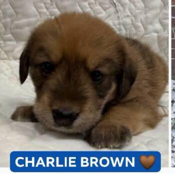 CHARLIE BROWN -  Shepherd Dog for Adoption in Pemberton Township, New Jersey - CHARLIE BROWN | PetCurious