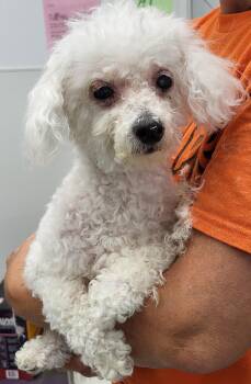 Rescue Poodle Dogs for Adoption in Anna, Illinois - Gracie | PetCurious