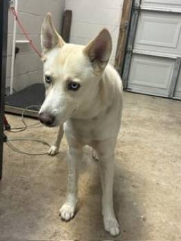 Bowie -  Siberian Husky and Mixed Breed Dog for Adoption in Gainesville, Florida - Bowie | PetCurious