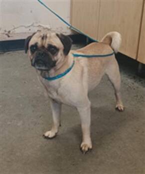 TOBY -  Pug Dog for Adoption in Camarillo, California - TOBY | PetCurious