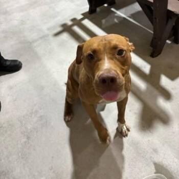 Snickerdoodle -  Mixed Breed Dog for Adoption in West Palm Beach, Florida - Snickerdoodle | PetCurious