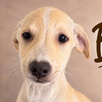 BARTO (out of town) -  Labrador Retriever Dog for Adoption in New York, New York - BARTO (out Of Town) | PetCurious