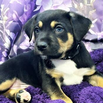 Australian Shepherd and Terrier Dogs Available for Adoption - Fuji | PetCurious