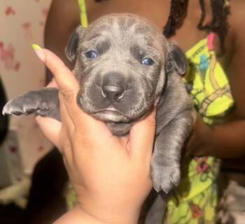 Garnet -  Mixed Breed Dog for Adoption in New York, New York - Garnet | PetCurious