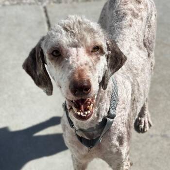 Clover -  Standard Poodle and Golden Retriever Dog for Adoption in St. Peters, Missouri - Clover | PetCurious