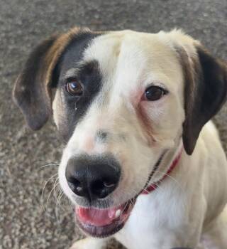 *EEVEE -  Anatolian Shepherd Dog for Adoption in Woodland, California - *EEVEE | PetCurious