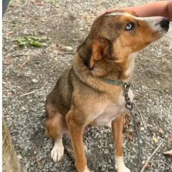 Husky Dogs Available for Adoption - Tundra | PetCurious