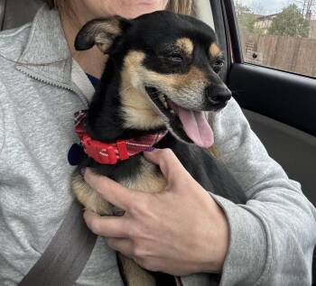 Chihuahua and Miniature Pinscher Dogs Available for Adoption - Bronco | PetCurious
