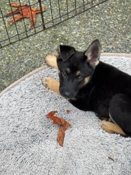 Lars -  German Shepherd Dog Dog for Adoption in Seattle, Washington - Lars | PetCurious