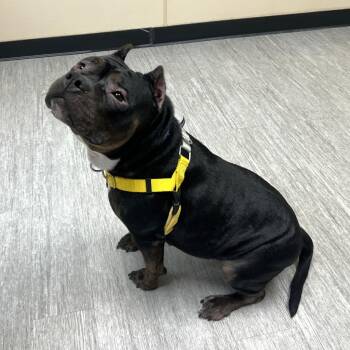 Triple Dipper -  Mixed Breed Dog for Adoption in State College, Pennsylvania - Triple Dipper | PetCurious