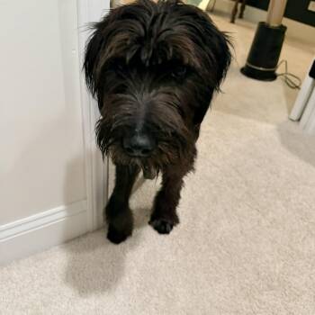 Mario -  Poodle Dog for Adoption in Mokena, Illinois - Mario | PetCurious