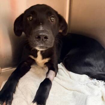 Sam -  Black Labrador Retriever Dog for Adoption in Columbus, Georgia - Sam | PetCurious