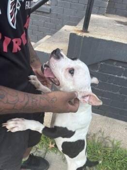 Storm -  Pit Bull Terrier and Mixed Breed Dog for Adoption in West Chester, Pennsylvania - Storm | PetCurious
