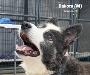 Dakota -  Border Collie Dog for Adoption in Seymour, Indiana - Dakota | PetCurious