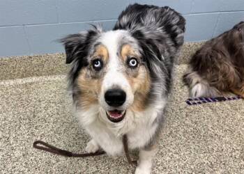 Australian Shepherd Dogs Available for Adoption - SAMUEL MORSE | PetCurious