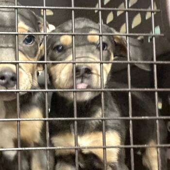 Pit Bull Terrier and Mixed Breed Dogs Available for Adoption in Charlottesville, Virginia - Muffuletta | PetCurious