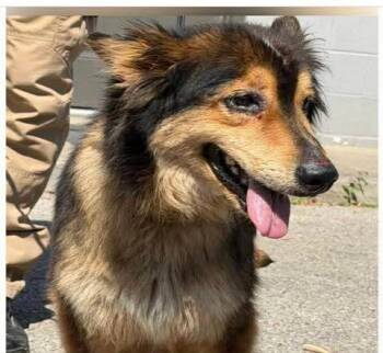 Border Collie and Shepherd Dogs Available for Adoption in Newport, Kentucky - Rory | PetCurious