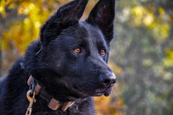 German Shepherd Dog and Border Collie Dogs Available for Adoption in Shingle Springs, California - Creed | PetCurious