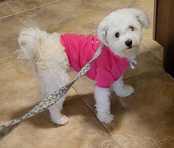 Bichon Frise Dogs Available for Adoption in Mesa, Arizona - Tulip | PetCurious