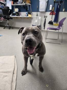 American Bulldog and Mixed Breed Dogs Available for Adoption - TULIP | PetCurious