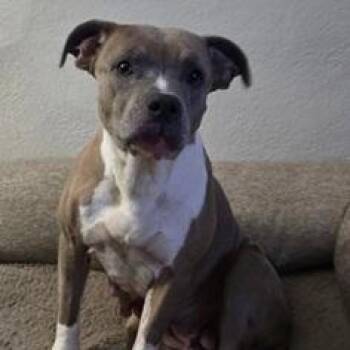 Rescue Terrier Dogs for Adoption in Birmingham, Michigan - NADIA- Needs Forever Home! | PetCurious