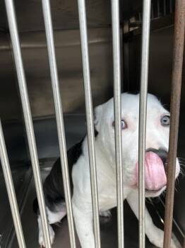 POLO -  Mixed Breed Dog for Adoption in Dallas, Texas - POLO | PetCurious