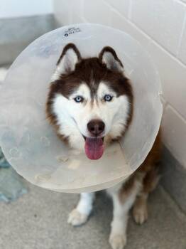Siberian Husky Dogs Available for Adoption in Loveland, Colorado - ZANDER | PetCurious