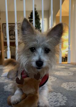 Wirehaired Terrier Dogs Available for Adoption in Plainfield, Illinois - Oliver | PetCurious