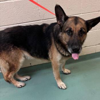 Mixed Breed Dogs Available for Adoption in Memphis, Tennessee - Lenny | PetCurious