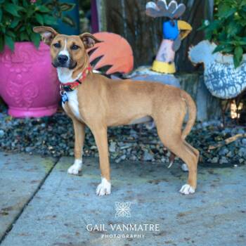 Clue -  Feist and Shepherd Dog for Adoption in Wake Forest, North Carolina - Clue | PetCurious