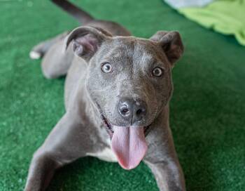 American Staffordshire Terrier Dogs Available for Adoption in Mico, Texas - Trinity | PetCurious