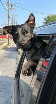Australian Cattle Dog Blue Heeler and Mixed Breed Dogs Available for Adoption in Rutherfordton, North Carolina - Blue Heeler (Courtesy Post) | PetCurious
