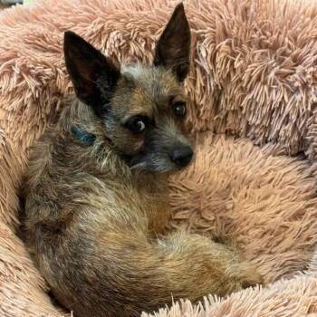 Hayley -  Terrier and Mixed Breed Dog for Adoption in Nampa, Idaho - Hayley | PetCurious
