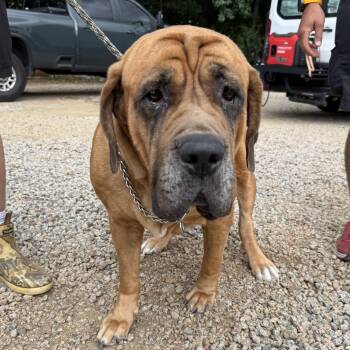 Fancy Feast Kitten -  Cane Corso and Mastiff Dog for Adoption in Columbia, South Carolina - Fancy Feast Kitten | PetCurious