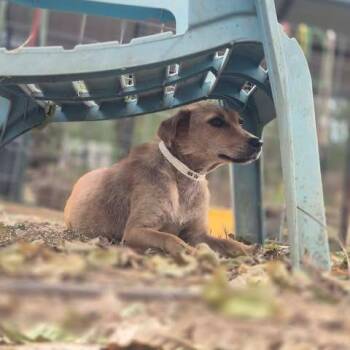 Mia -  Mixed Breed Dog for Adoption in Dover, Arkansas - Mia | PetCurious