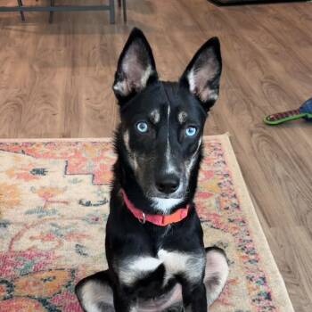 Rescue Husky and Shepherd Dogs for Adoption in Columbia, South Carolina - Cleopatra | PetCurious