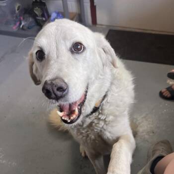 Kyla Kaye - Delta -  Great Pyrenees and Mixed Breed Dog for Adoption in Ridgway, Colorado - Kyla Kaye - Delta | PetCurious