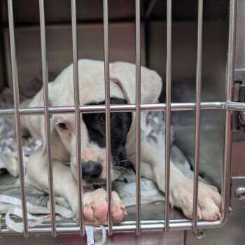 Mixed Breed Dogs Available for Adoption in Lakeland, Florida - Smudge | PetCurious