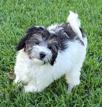 Jessie -  Bernese Mountain Dog and Poodle Dog for Adoption in Overland Park, Kansas - Jessie | PetCurious