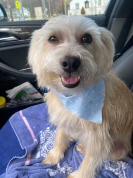 Charlie -  Terrier Dog for Adoption in Avondale, Pennsylvania - Charlie | PetCurious