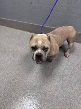 LOWRIDER -  English Bulldog Dog for Adoption in Las Vegas, Nevada - LOWRIDER | PetCurious