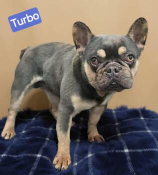 French Bulldog Dogs Available for Adoption in Wheelersburg, Ohio - Turbo | PetCurious
